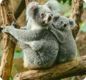 Animal koala - photo by pexels (Author: flick mathew)