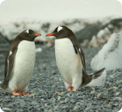 Animal penquin - photo by pexels (Author: flick mathew)