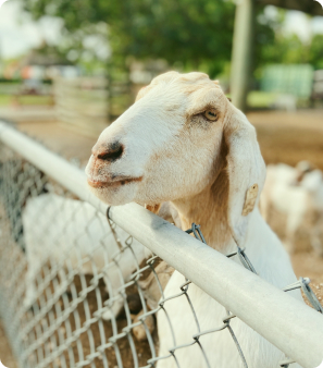 Animal goat - photo by pexels (Author: flick mathew)